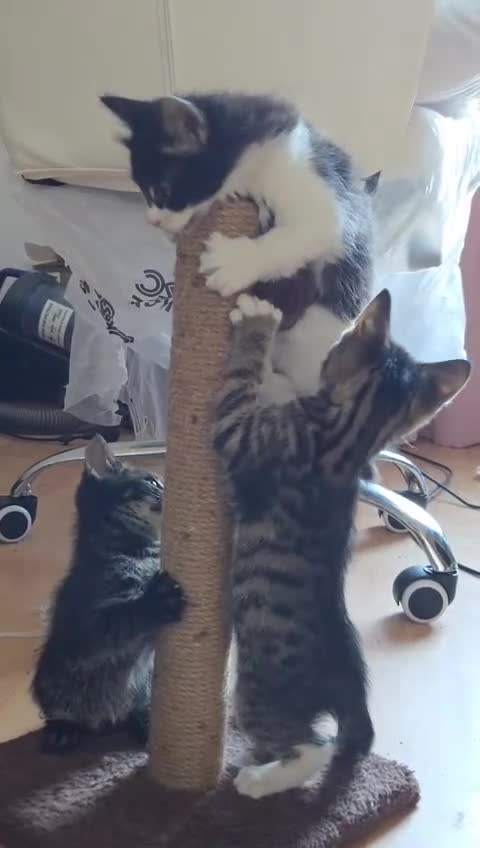 Mixed Breed cats for sale: 1/4 cute bengal kitten  - Video 5