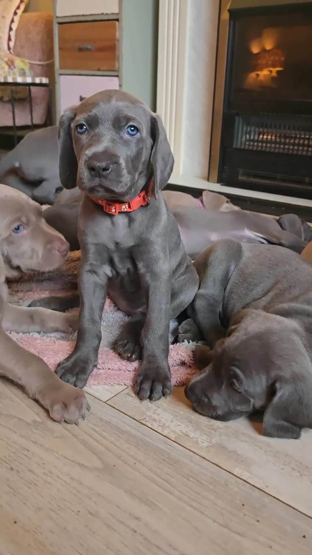 Weimaraner dogs for sale: *2 LEFT *BEAUTIFUL KC WEIM PUPS 2ND/FINAL LITTER  - Video 1