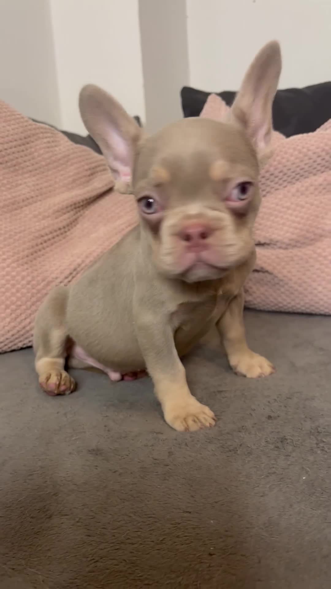 French Bulldog dogs for sale: Beautiful FrenchBulldog Puppies - Video 1