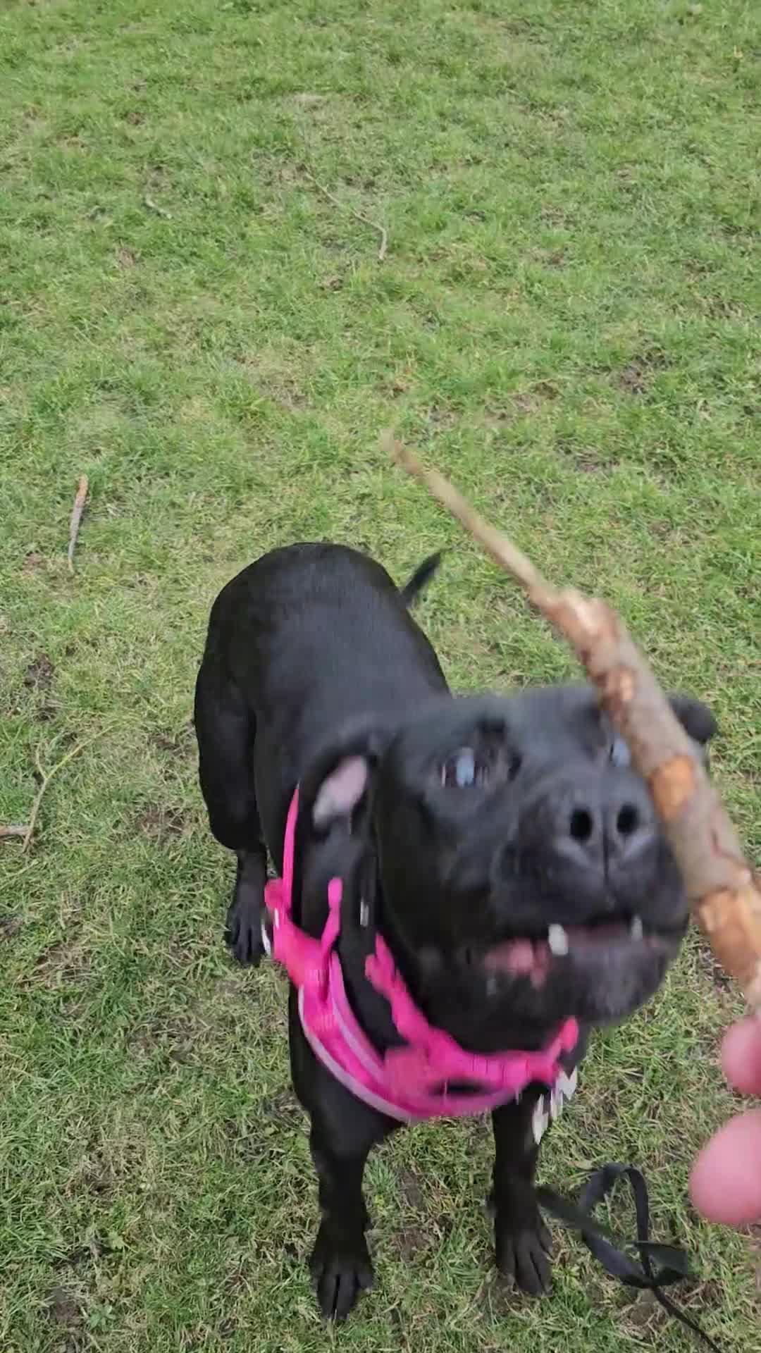 Mixed Breed dogs for sale: Lab cross presa canario  - Video 2