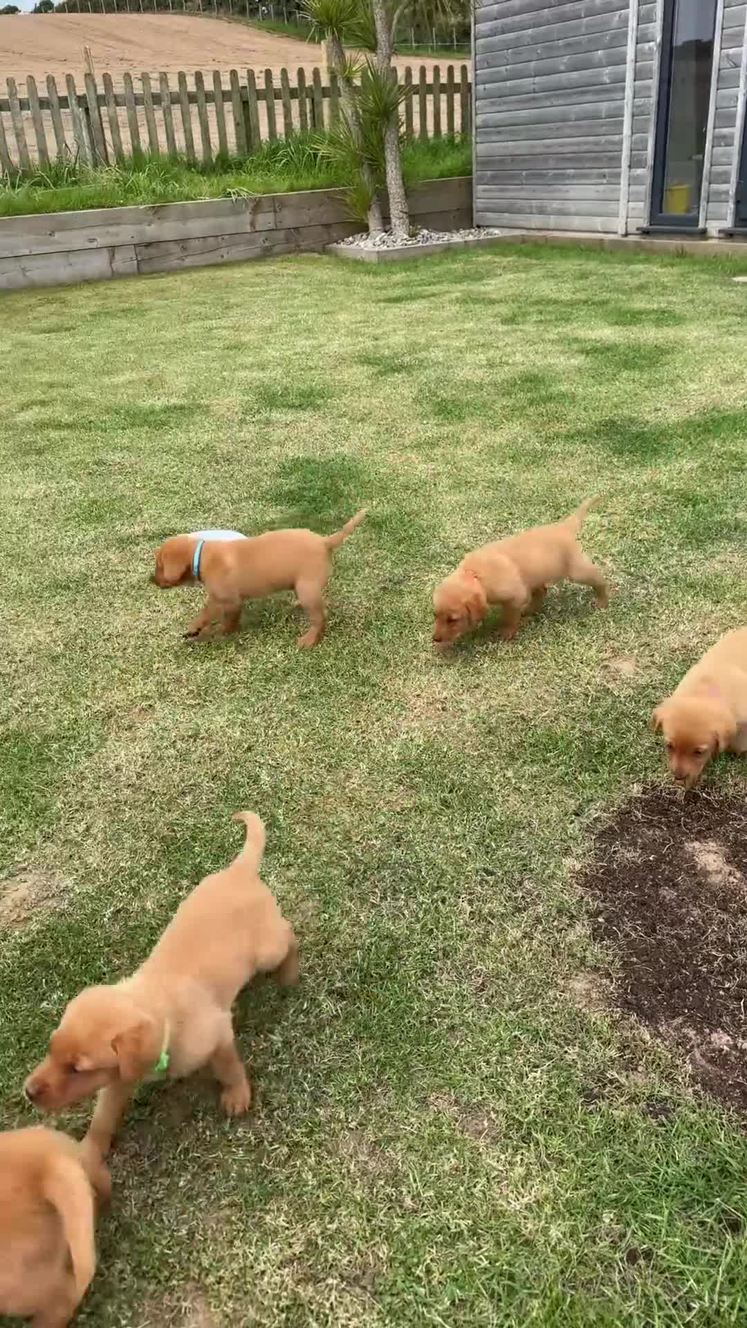 Labrador Retriever dogs for sale: EXCEPTIONAL LABRADOR PUPPIES FROM FTC LINE - Video 2