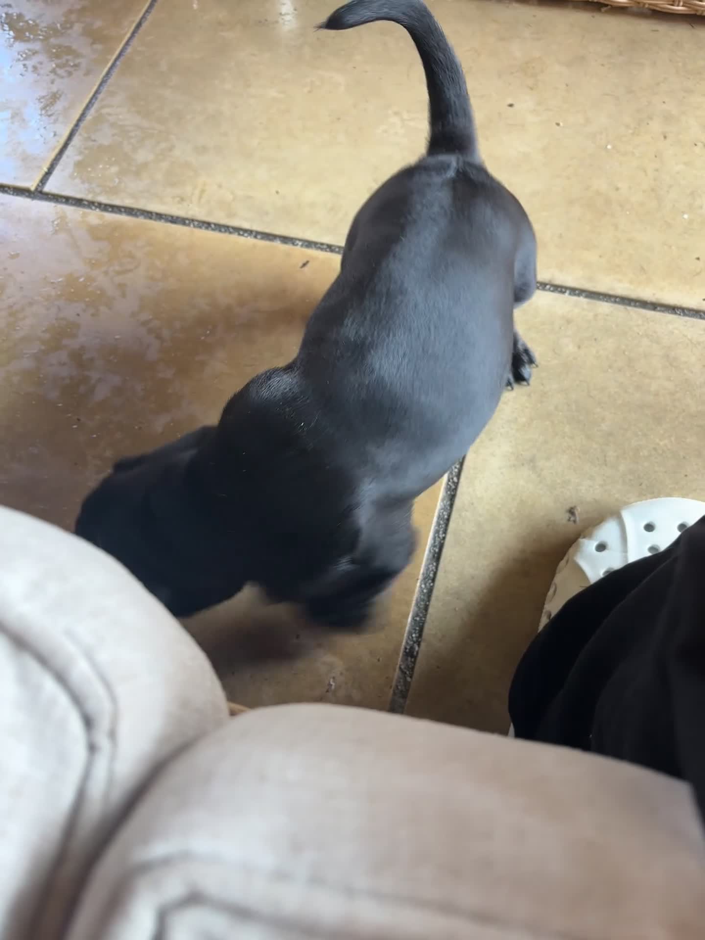 Mixed Breed dogs for sale: (Ready to leave)Cocker X Frenchie puppies in Northwich - Video 1