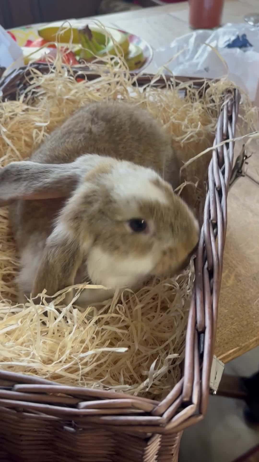 French Lop rabbits for sale: Beautiful baby giant lops - Video 1