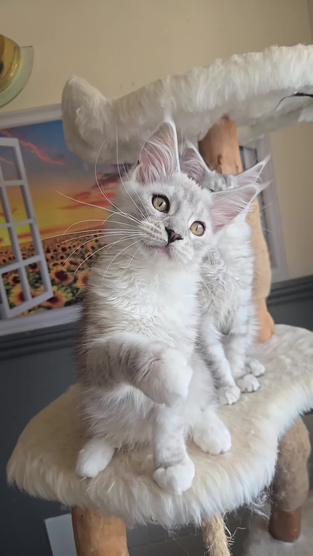 Maine Coon cats for sale: Stunning registered Maine Coon kittens - Video 1