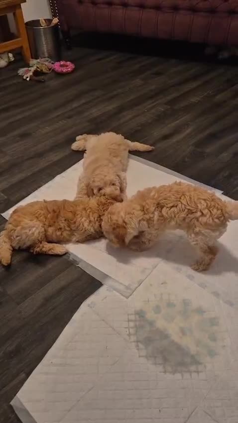 Miniature Poodle dogs for sale: LUXURY Litter of KC Registered Miniature Poodles - Video 2