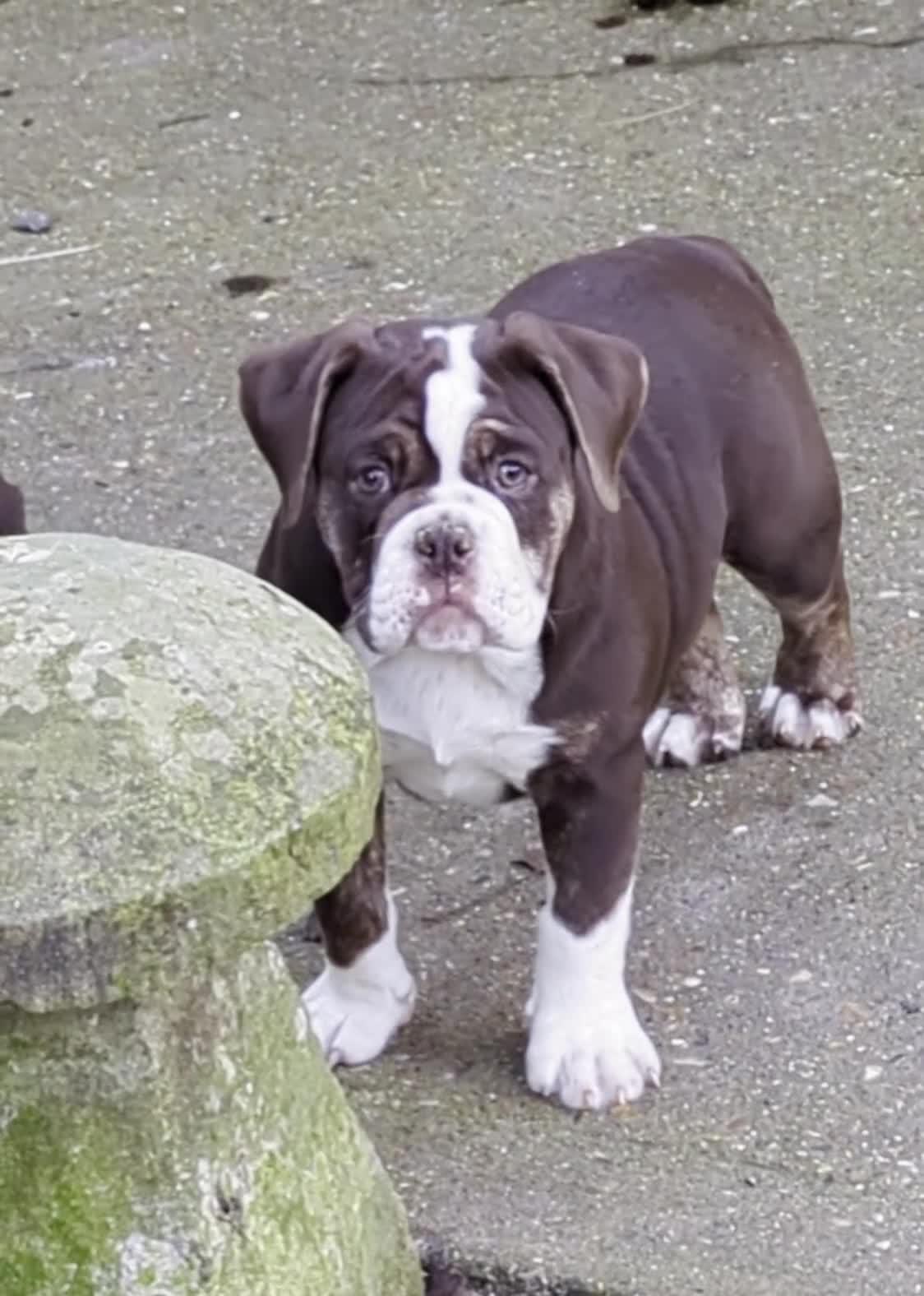 Olde English Bulldogge dogs for sale: Olde English bulldog puppies - Video 1