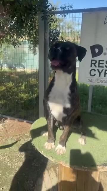 Mixed Breed dogs for adoption: Elle - 4 years old, Gorgeous Brindle Girl - Video 1