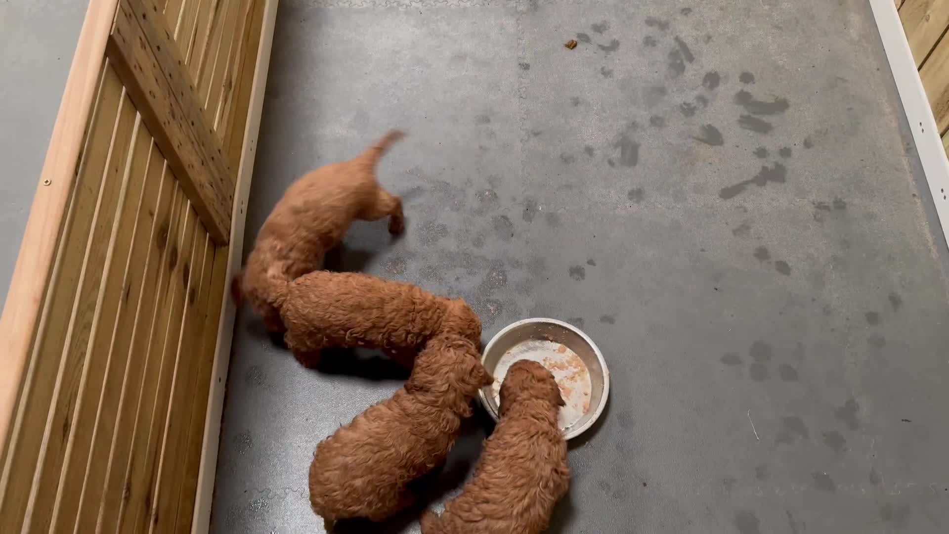 Miniature Poodle dogs for sale: Red Miniature Poodle puppies - Video 1