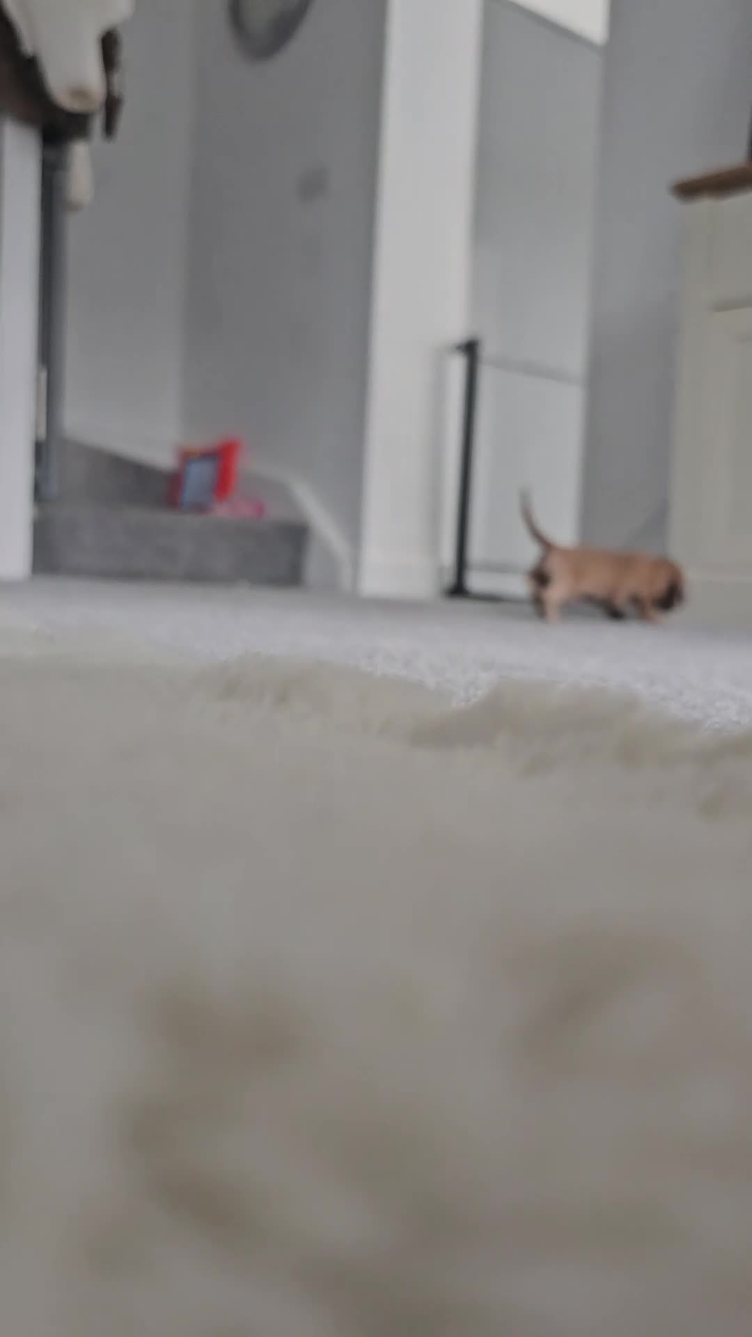 Miniature Dachshund dogs for sale: Miniature Dachshunds KC reg *Ready to leave now* - Video 1