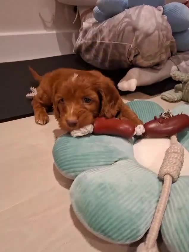 Cockapoo dogs for sale: RED COCKERPOO pups F1 - Video 1