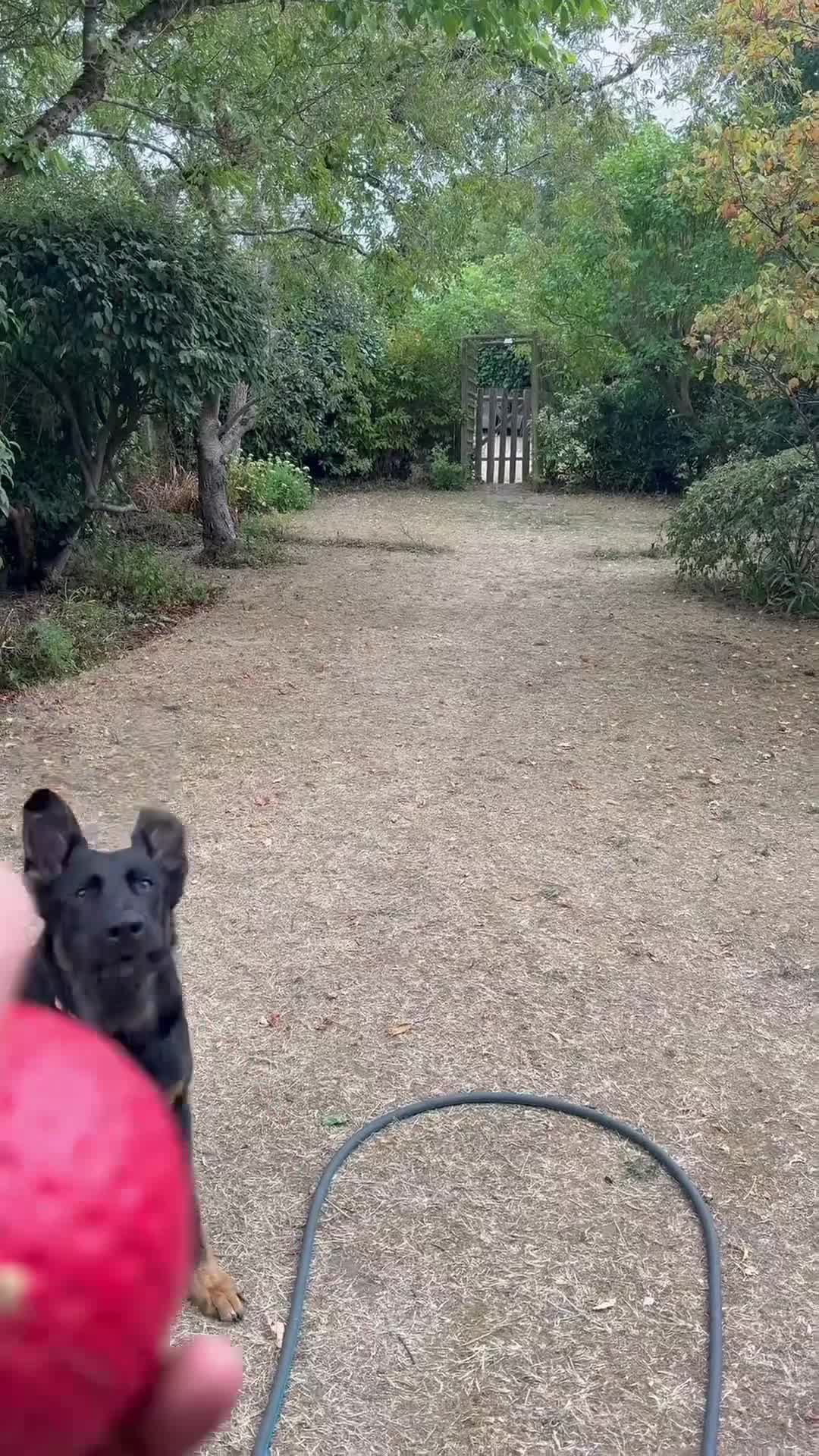 German Shepherd dogs for sale: MAXIMUS/ PEDIGREE GSD/ KENNEL CLUB REGISTERED/ - Video 2