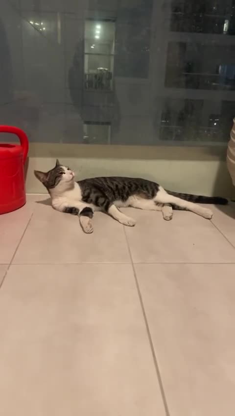 Mixed Breed cats for adoption: FREDERICK & RUPERT HEALTHY NEUTERED MICROCHIPPED  - Video 2