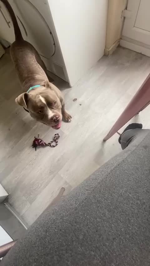 Mixed Breed dogs for sale: Blue  - Video 2