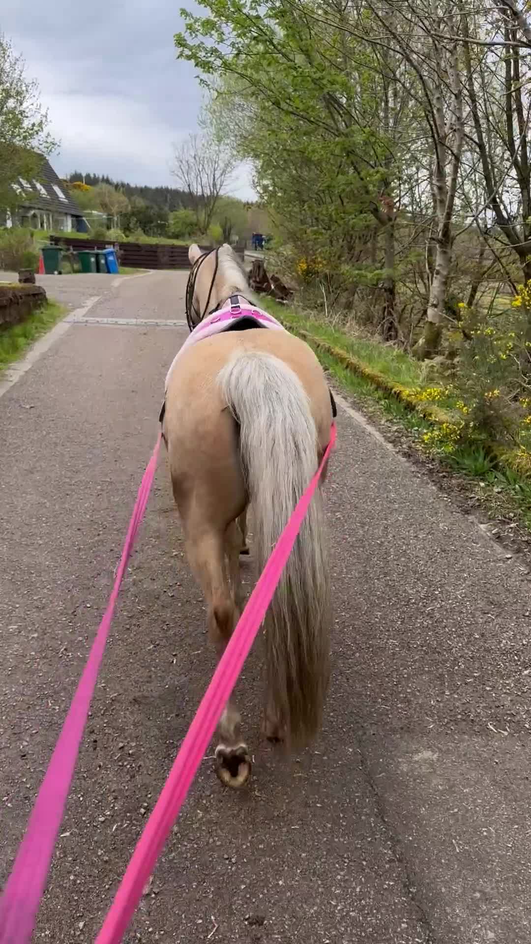Welsh Section B horses for sale: Palomino Welsh B Non Ridden Companion/ InHand Pony - Video 3