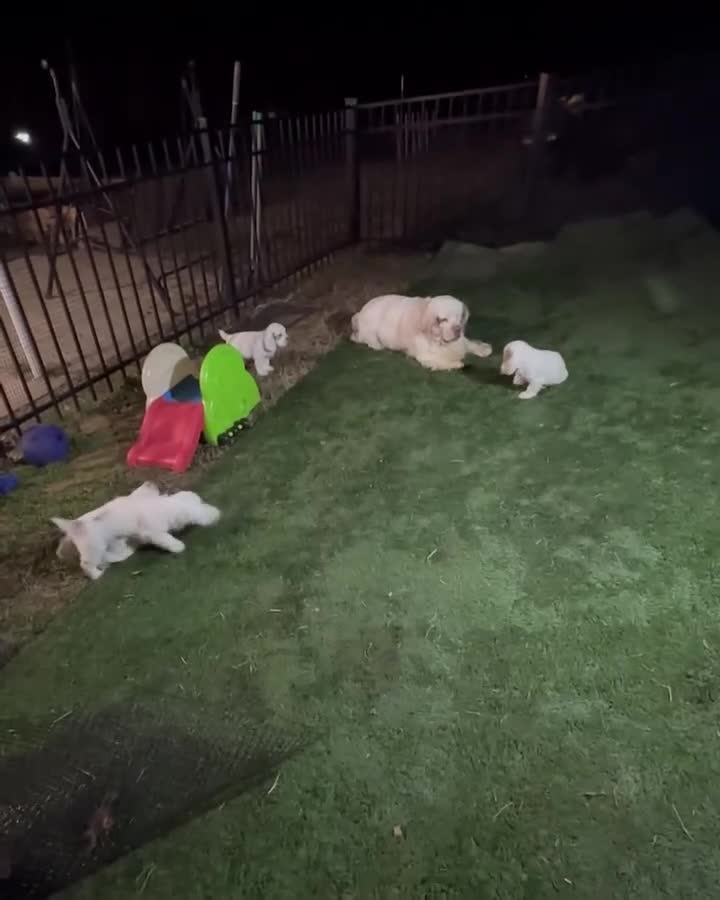 Clumber Spaniel dogs for sale: Happy Clumber Spaniel puppies for sale. - Video 2