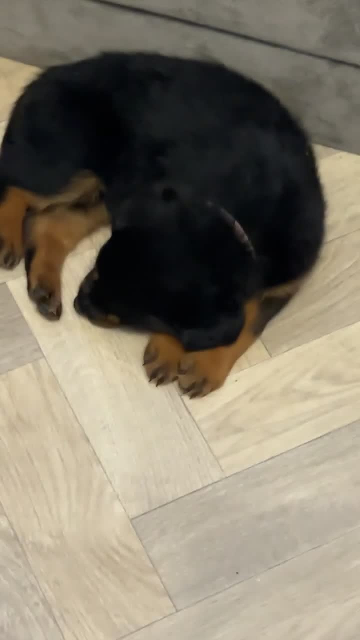 Rottweiler dogs for sale: Female Rottweiler  in Saltburn-by-the-Sea - Video 3