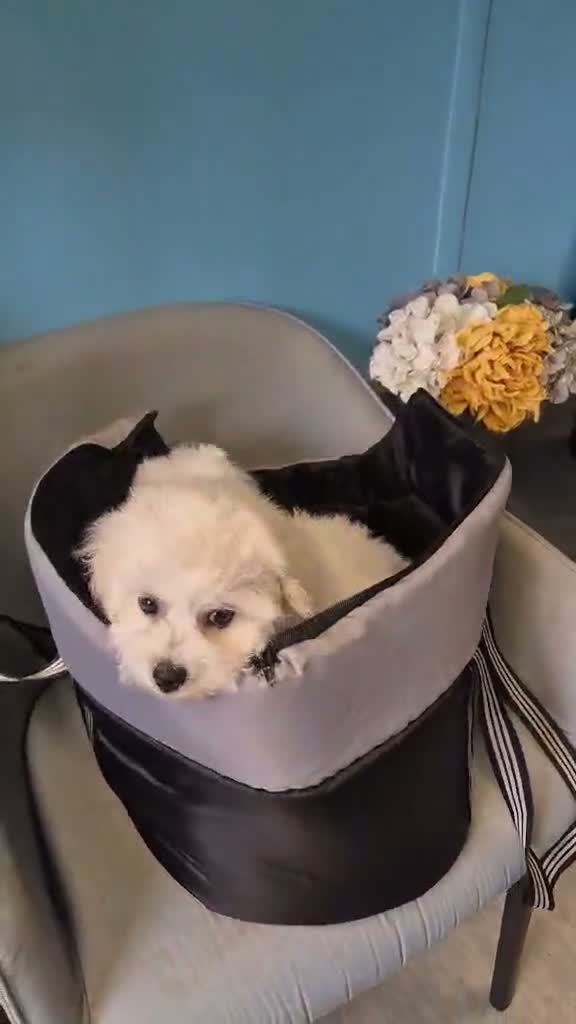 Bichon Frise dogs for sale: 100%pureBichon frise,health tested-clear!!! - Video 3