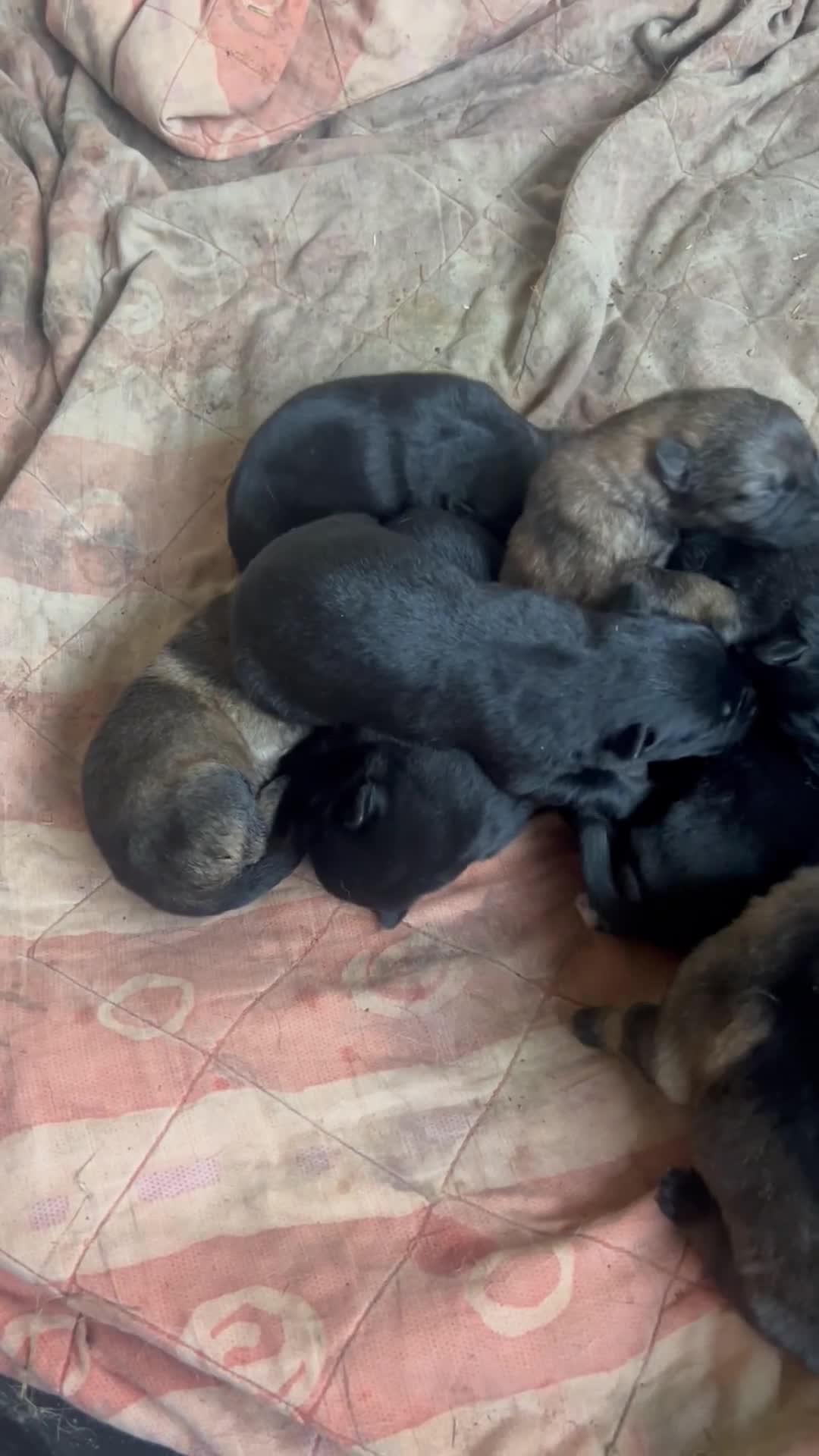 German Shepherd dogs for sale: Beautiful Czechoslovakian sable German shepherds  - Video 1