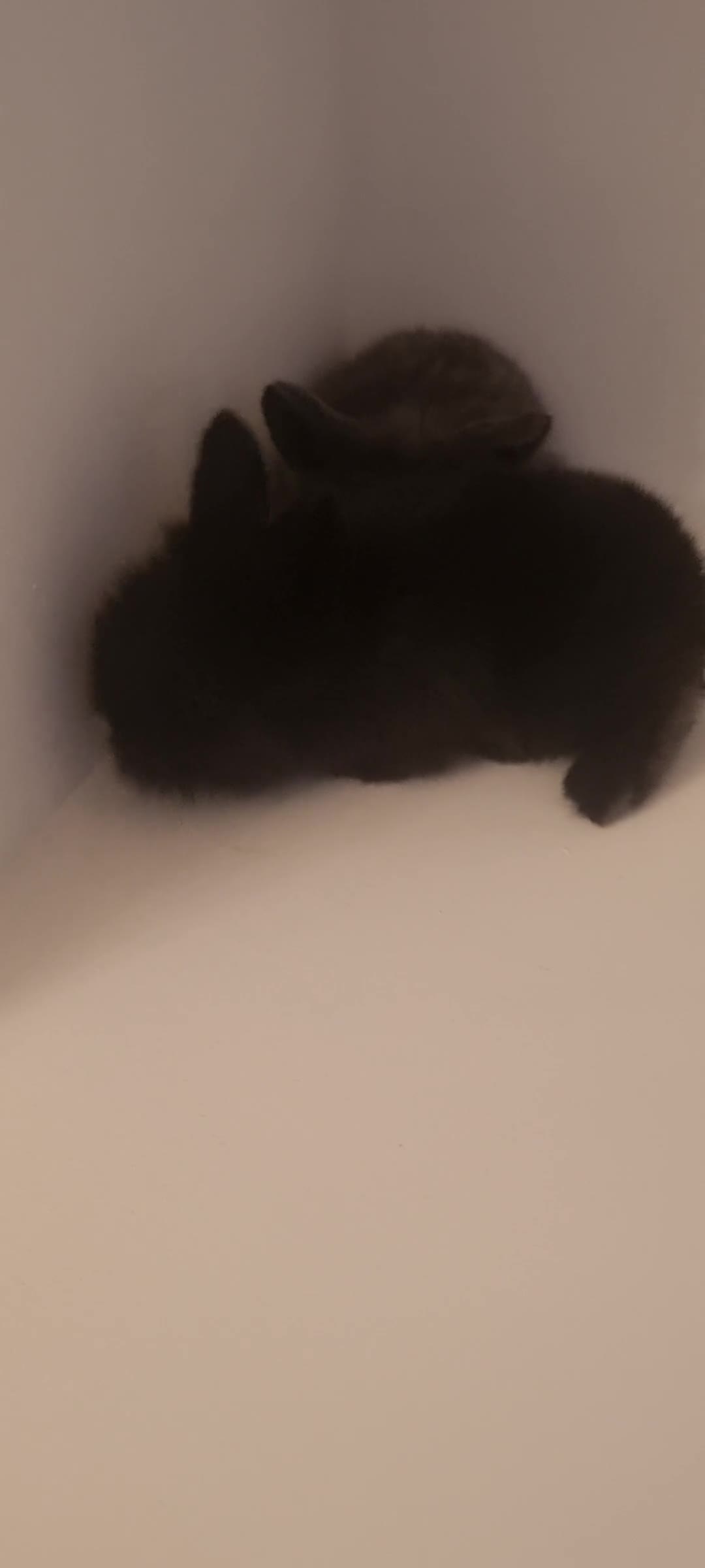 Mini Lop rabbits for sale: 5 x Mini Lion Lop Born 1 August collect 1 October in Dorchester - Video 4