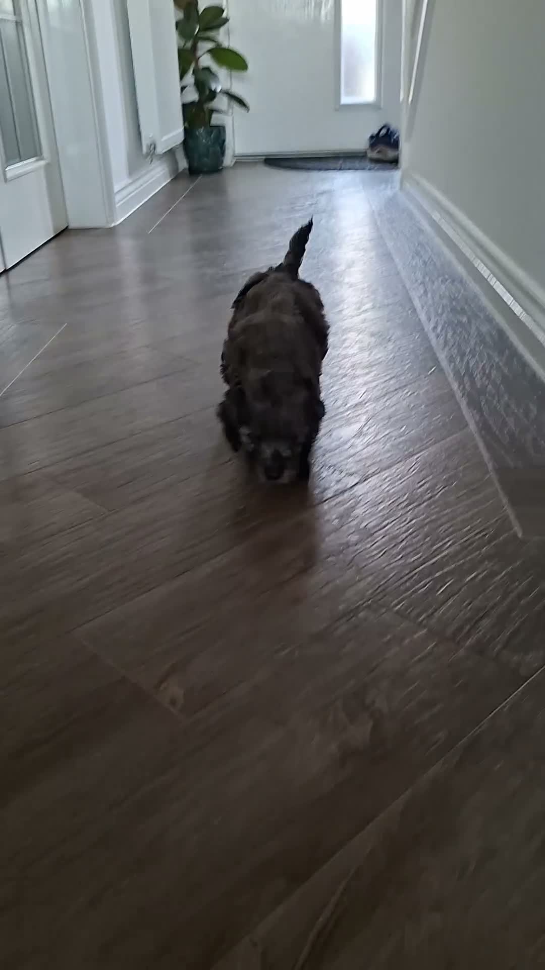 Cockapoo dogs for sale: Stunning Rainbow Litter of Cockapoo Puppies - Video 1