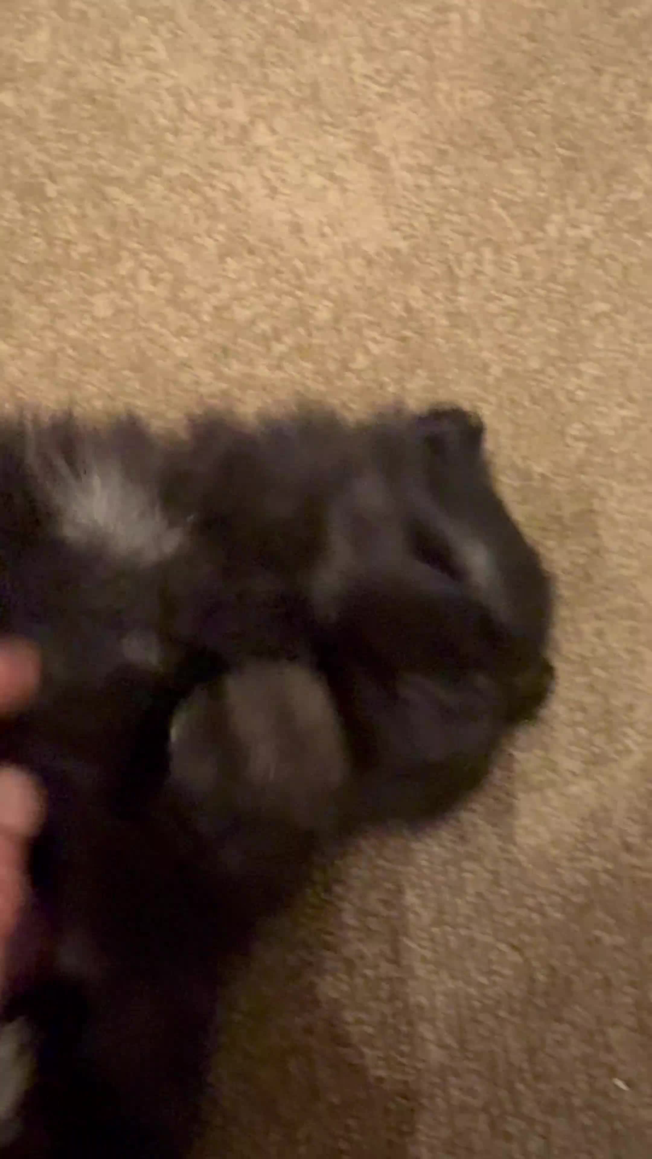 Pomeranian dogs for sale: Tiny Female Black Pomeranian Puppy  - Video 4