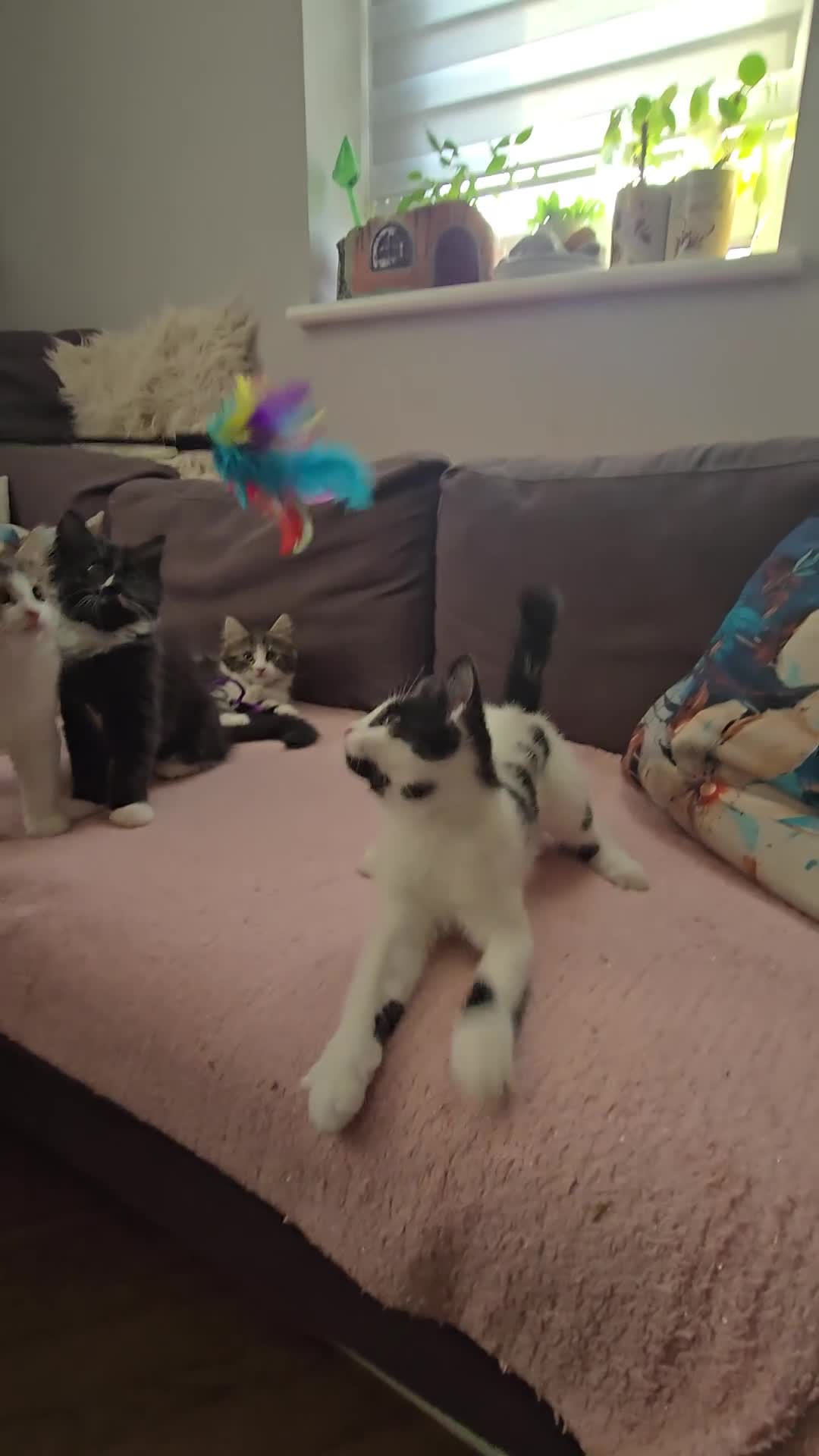 Turkish Angora cats for sale: 5 wonderful fur babies (4girls,1boy) - Video 3