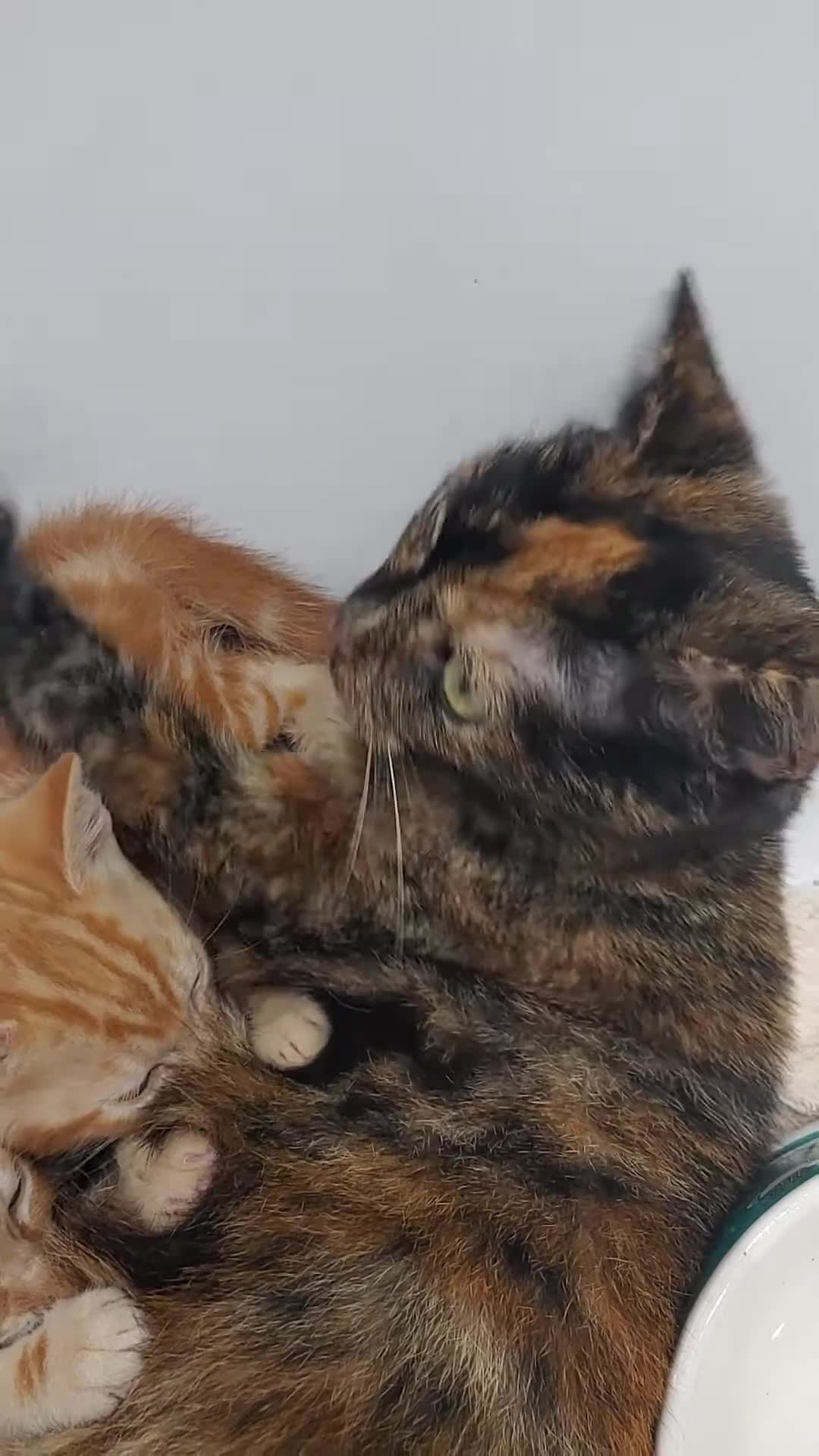 British Shorthair cats for sale:  BRITISH SHORTHAIR BENGAL CROSS ginger+ grey tabby - Video 1