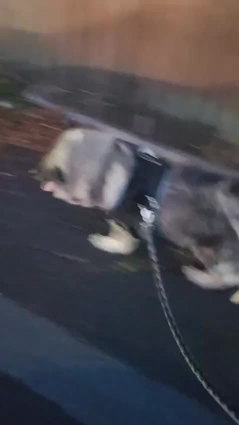 Norwegian Elkhound dogs for sale: This is Cesar  - Video 1
