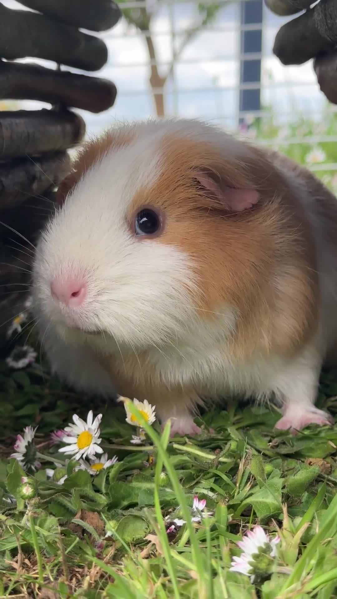 Guinea Pig rodents for sale: Female pregnant guinea pig  in Dunmow - Video 1
