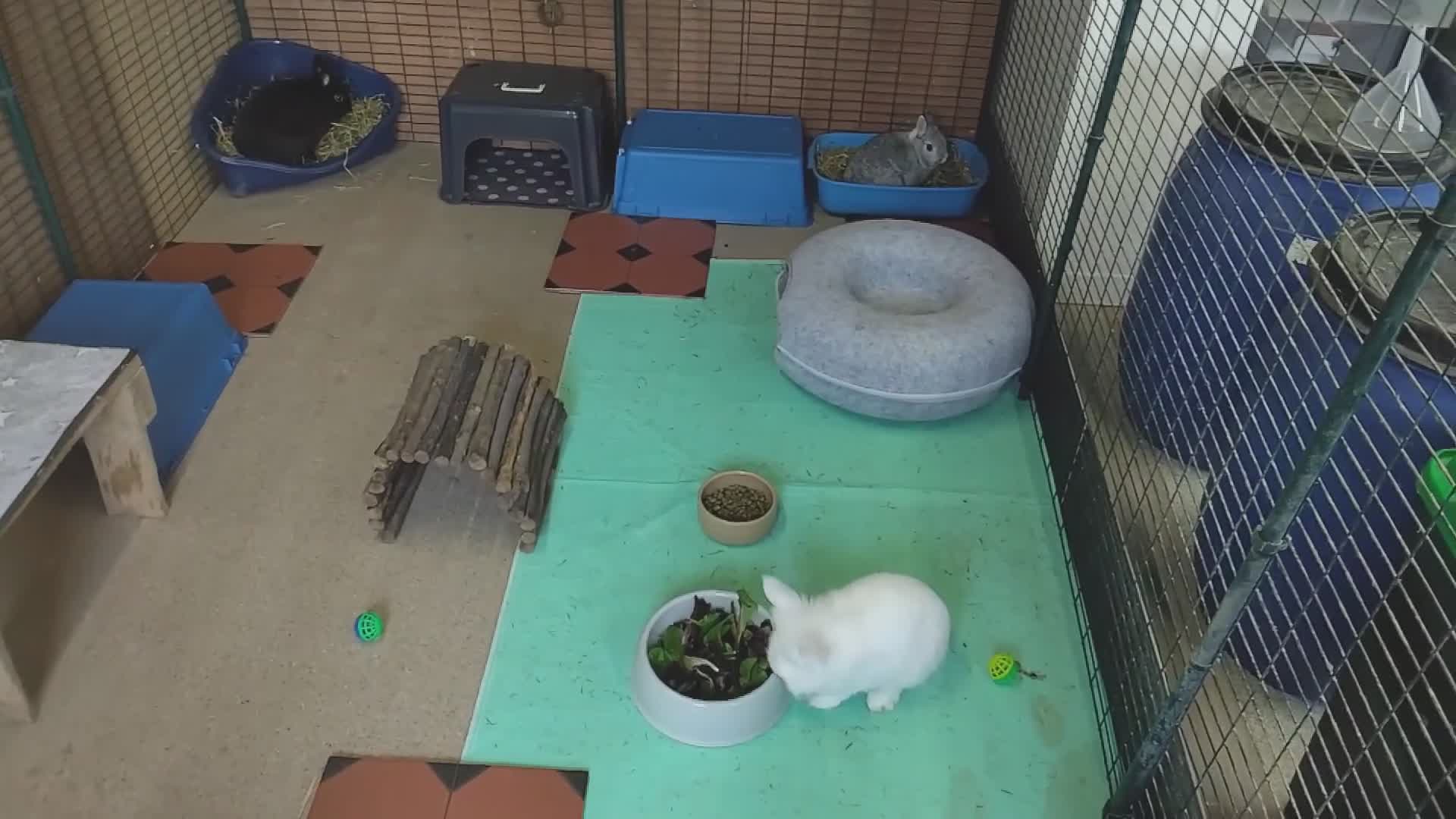 Netherland Dwarf rabbits for sale: Bonded Trio in Gloucester - Video 1