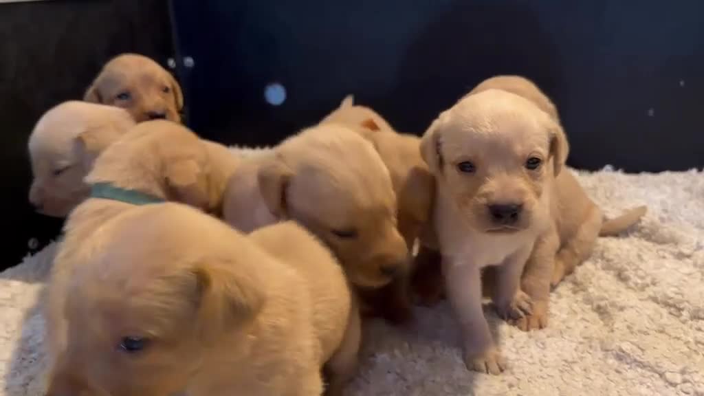 Labrador Retriever dogs for sale: Beautiful Red kc Labrador Puppies - Video 1