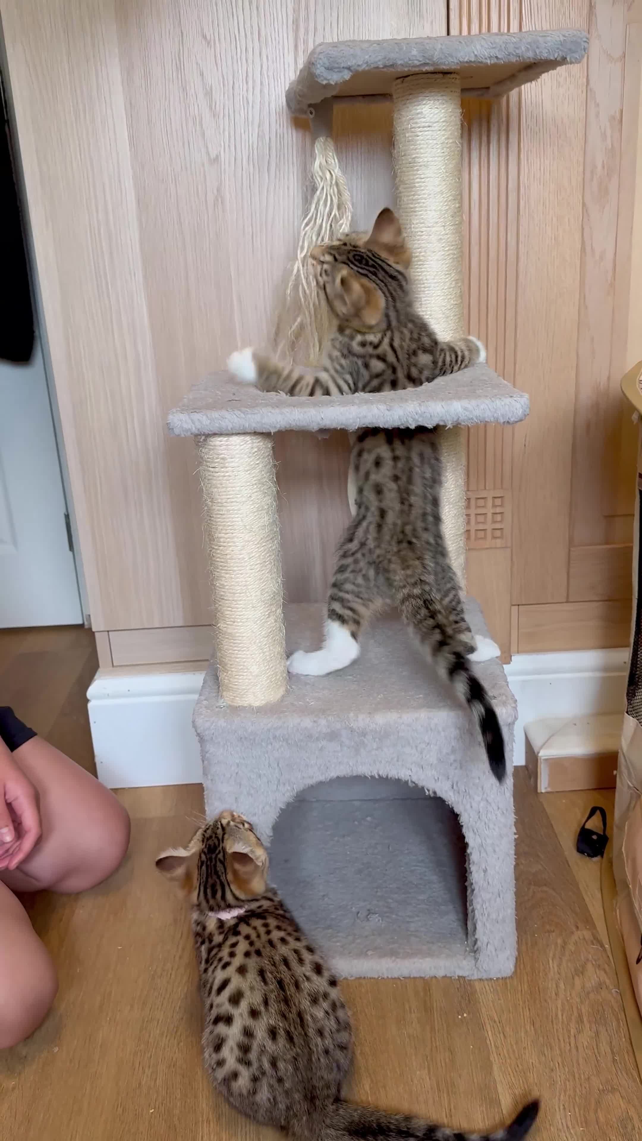 Mixed Breed cats for sale: All went to a good home 💕 thanks - Video 1