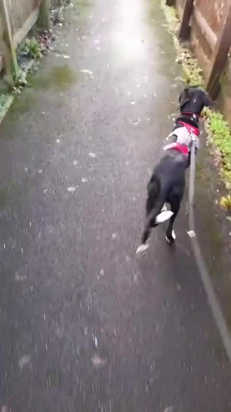 Mixed Breed dogs for adoption: NORA FOR ADOPTION IN CORNWALL/DEVON - Video 1