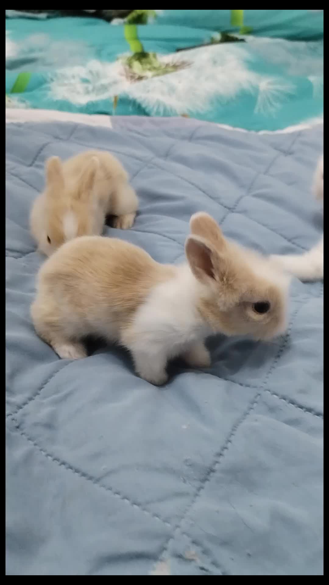 Lionhead rabbits for sale: Pure Breed Fluffy Double Mained LionHead Kits - Video 1