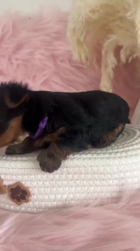 Yorkshire Terrier dogs for sale: 4 boys available  in London - Video 1