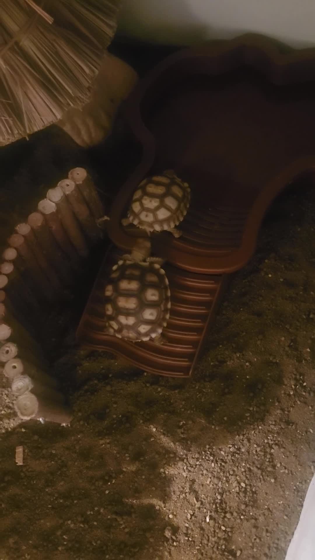 Tortoise reptiles for sale:  2 gorgeous sulcata tortoise  in Leicester - Video 1