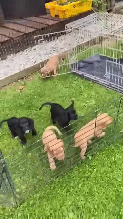 Cocker Spaniel dogs for sale: 5 BEAUTIFUL COCKER SPANIEL KC REG PUPPIES - Video 1