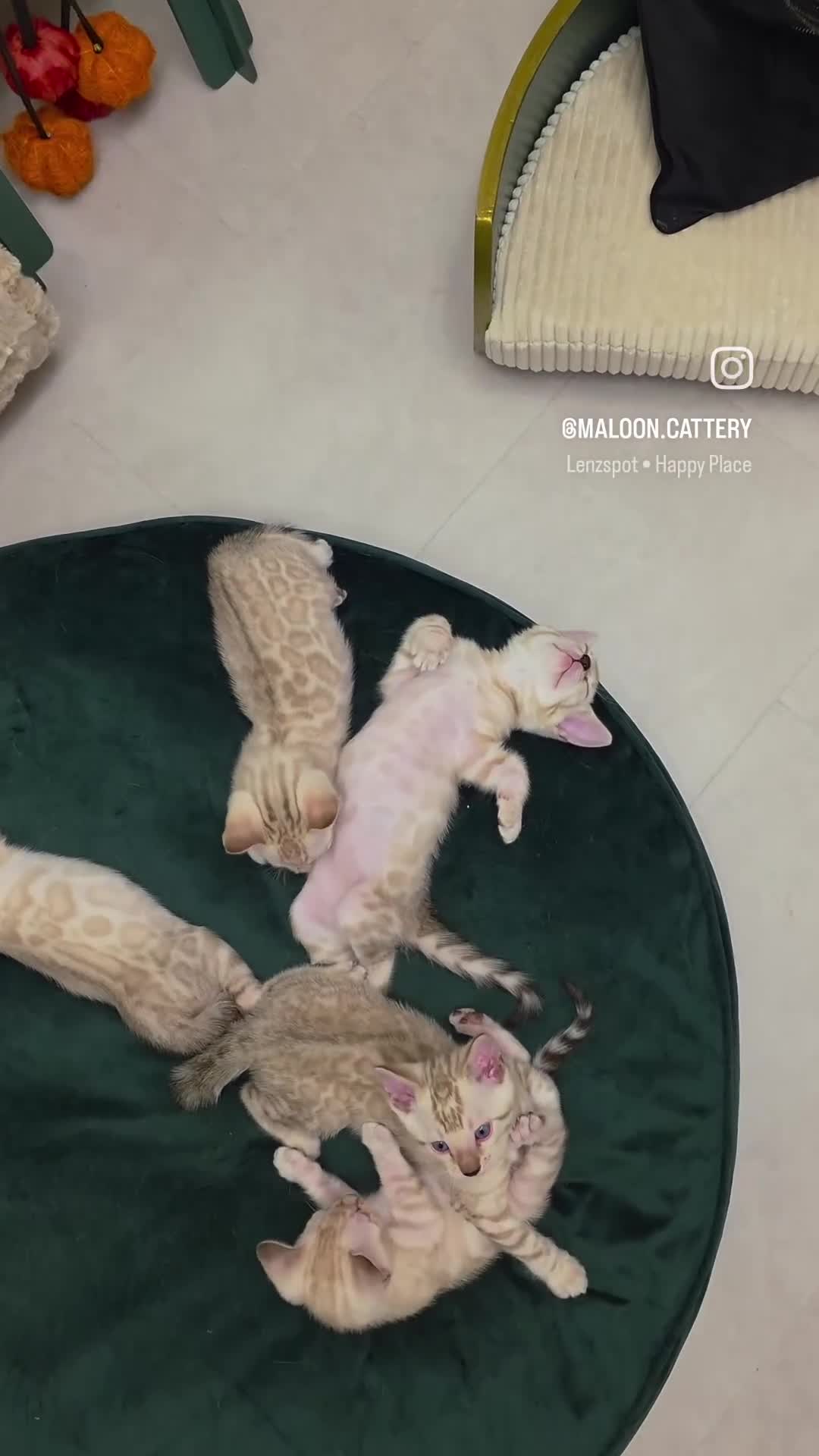 Bengal cats for sale: SNOW LYNX PURE BENGAL BOY-Frankie-Top Personality - Video 3