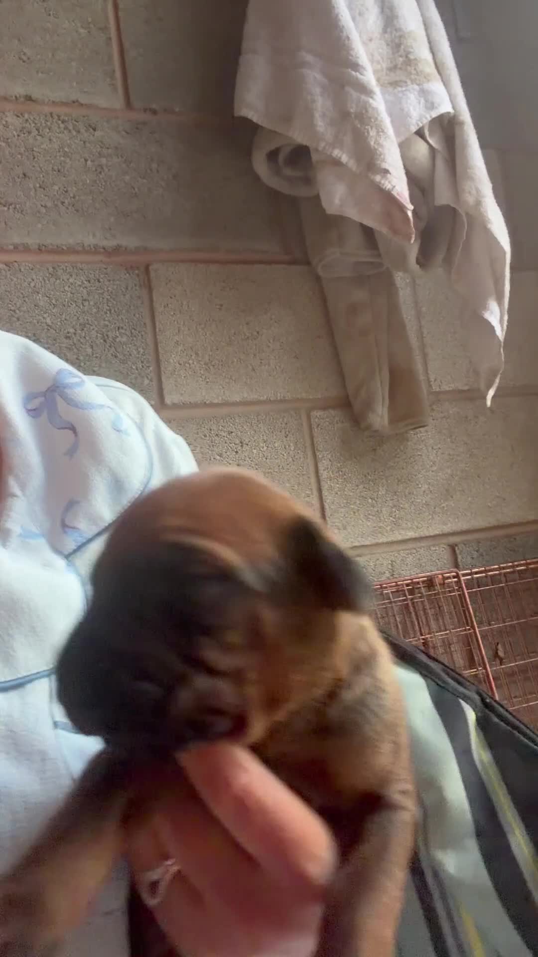 Rhodesian Ridgeback dogs for sale: KC Registered Rhodesian Ridgebacks - Video 1