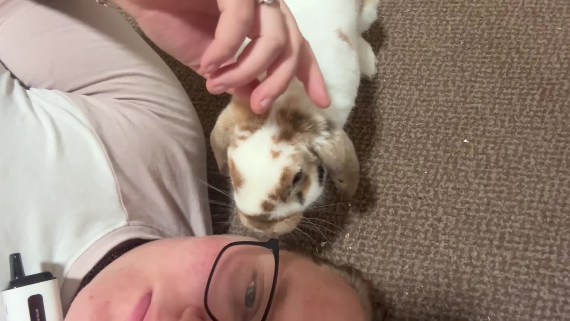 Mixed Breed rabbits for sale: Beautiful bonded rabbit pair in Cradley Heath - Video 1