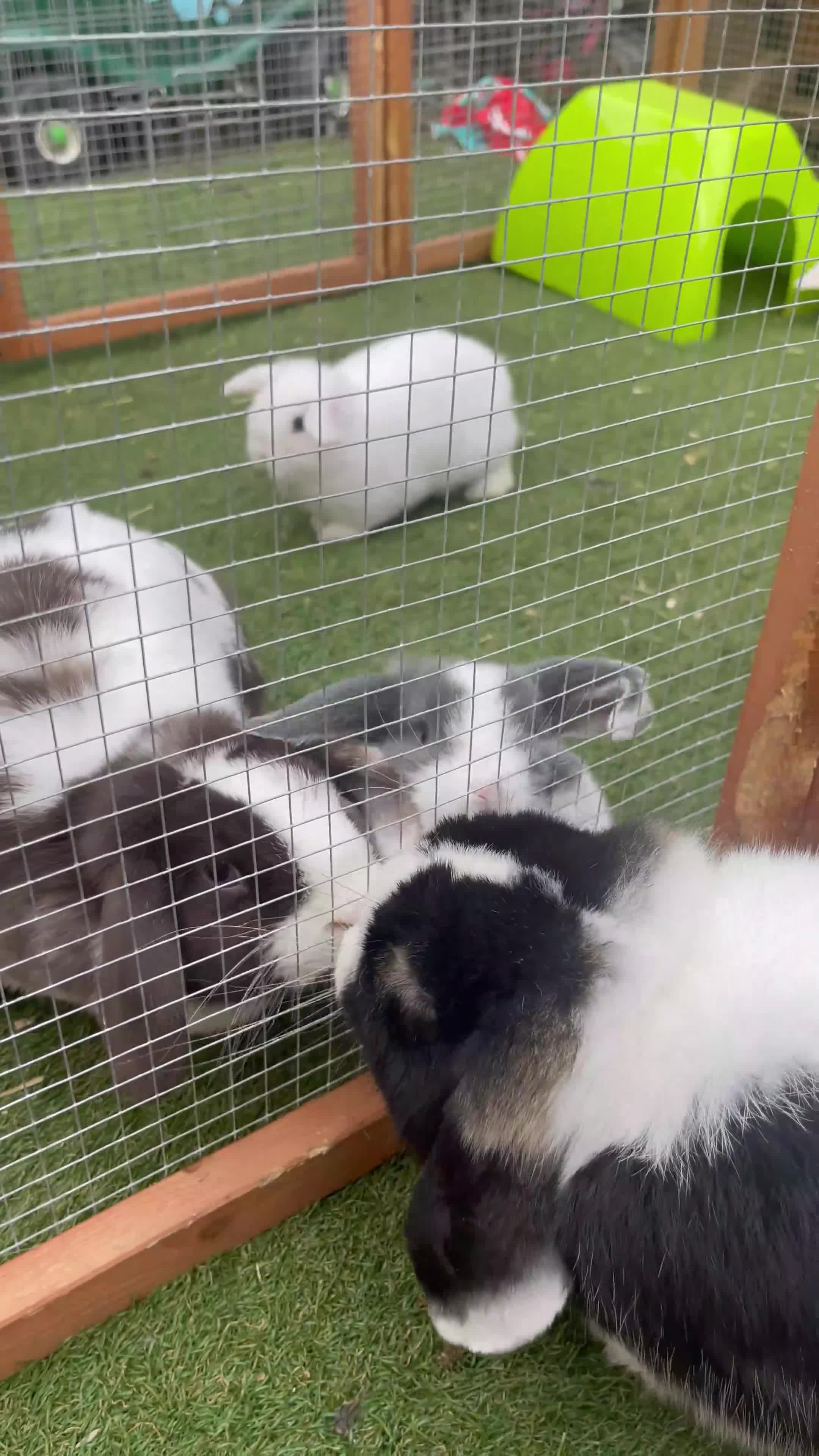 Mini Lop rabbits for sale: Mini lop babies looking for forever homes - Video 1