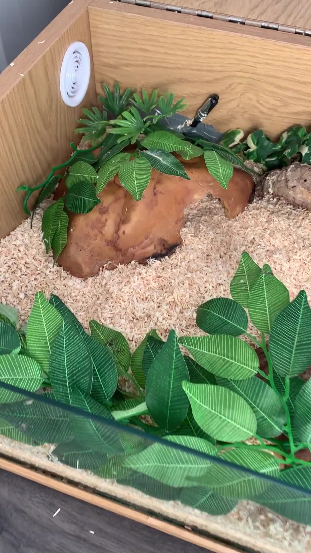 Snake reptiles for sale: Male Western Hog Nose -Stunning markings - Video 2