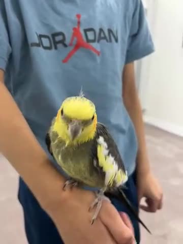 Cockatiels birds for sale: Very tamed cockatiel for sale - Video 1