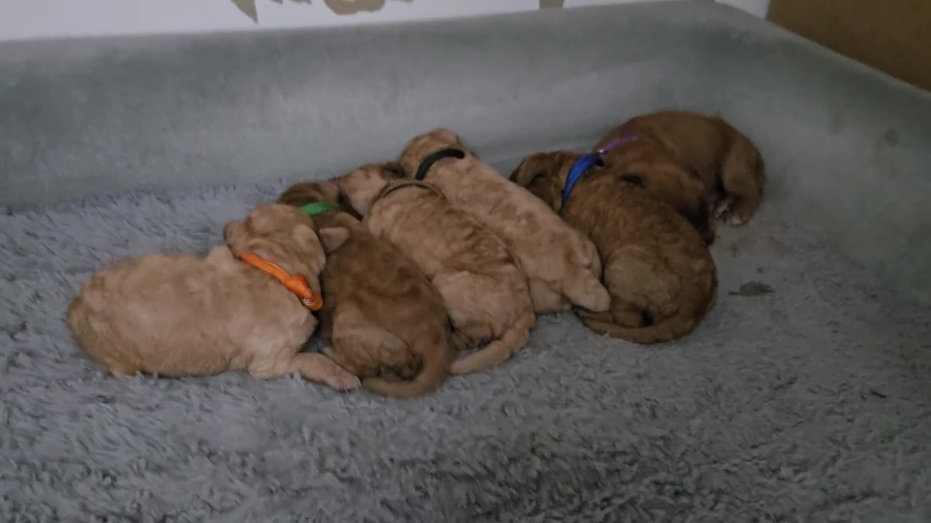 Cockapoo dogs for sale: 6 male Cockapoo puppies. Ready 13th Jan.  - Video 5