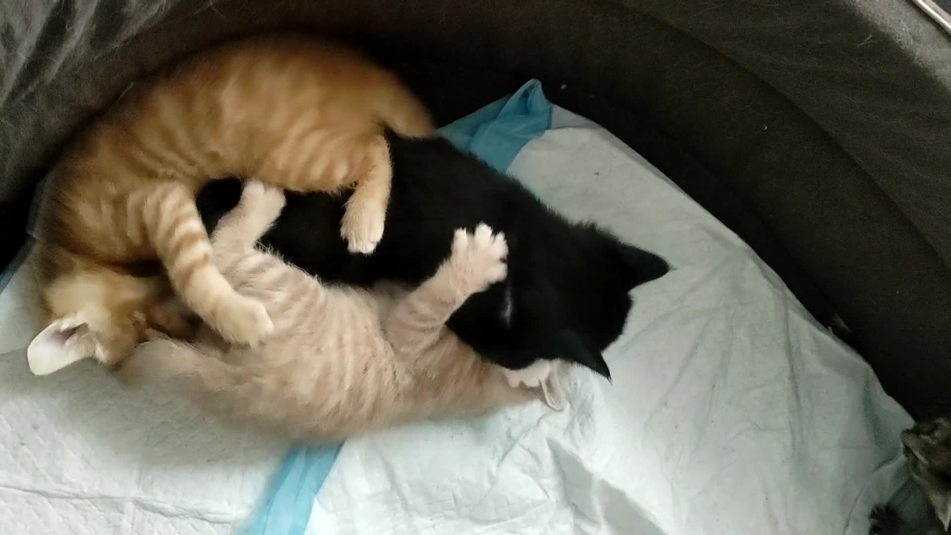 Mixed Breed cats for sale: Adorable kittens are looking for lovely home  - Video 1