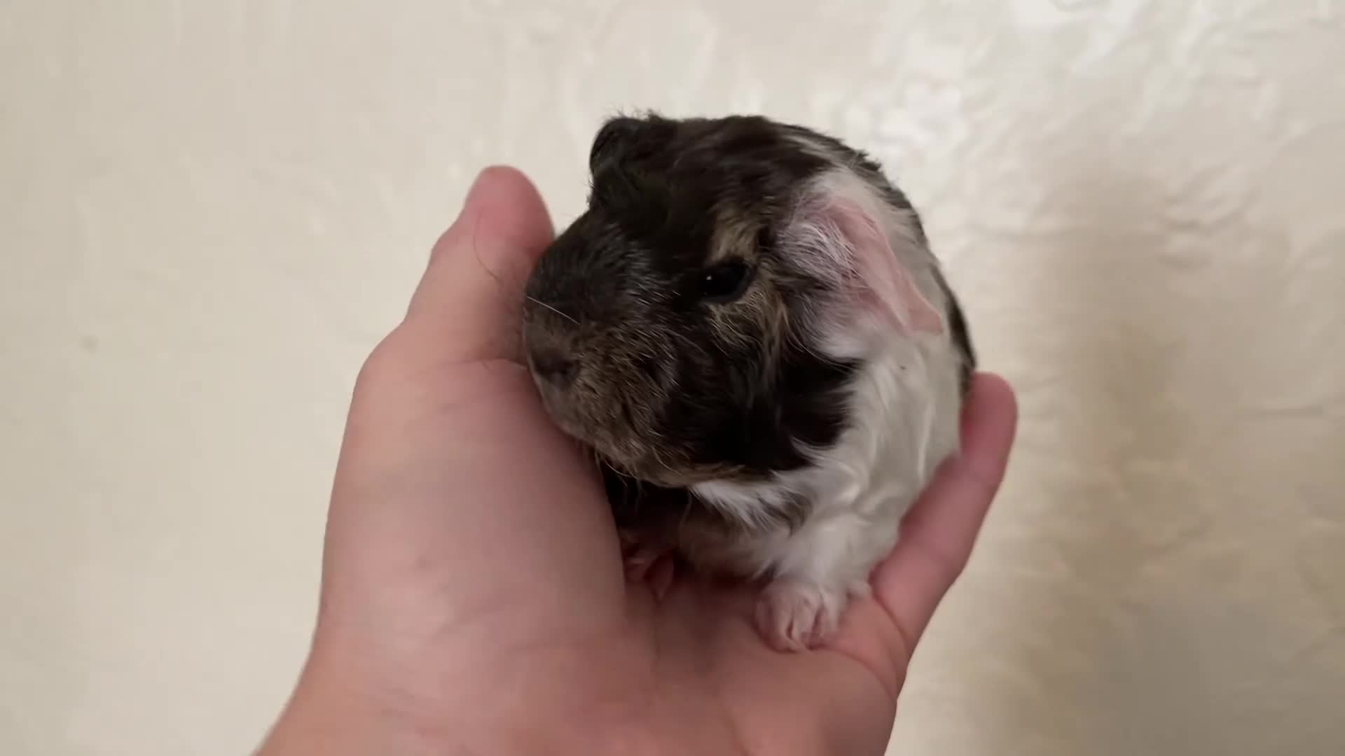 Guinea Pig rodents for sale: Gorgeous baby Guinea pigs - Video 3