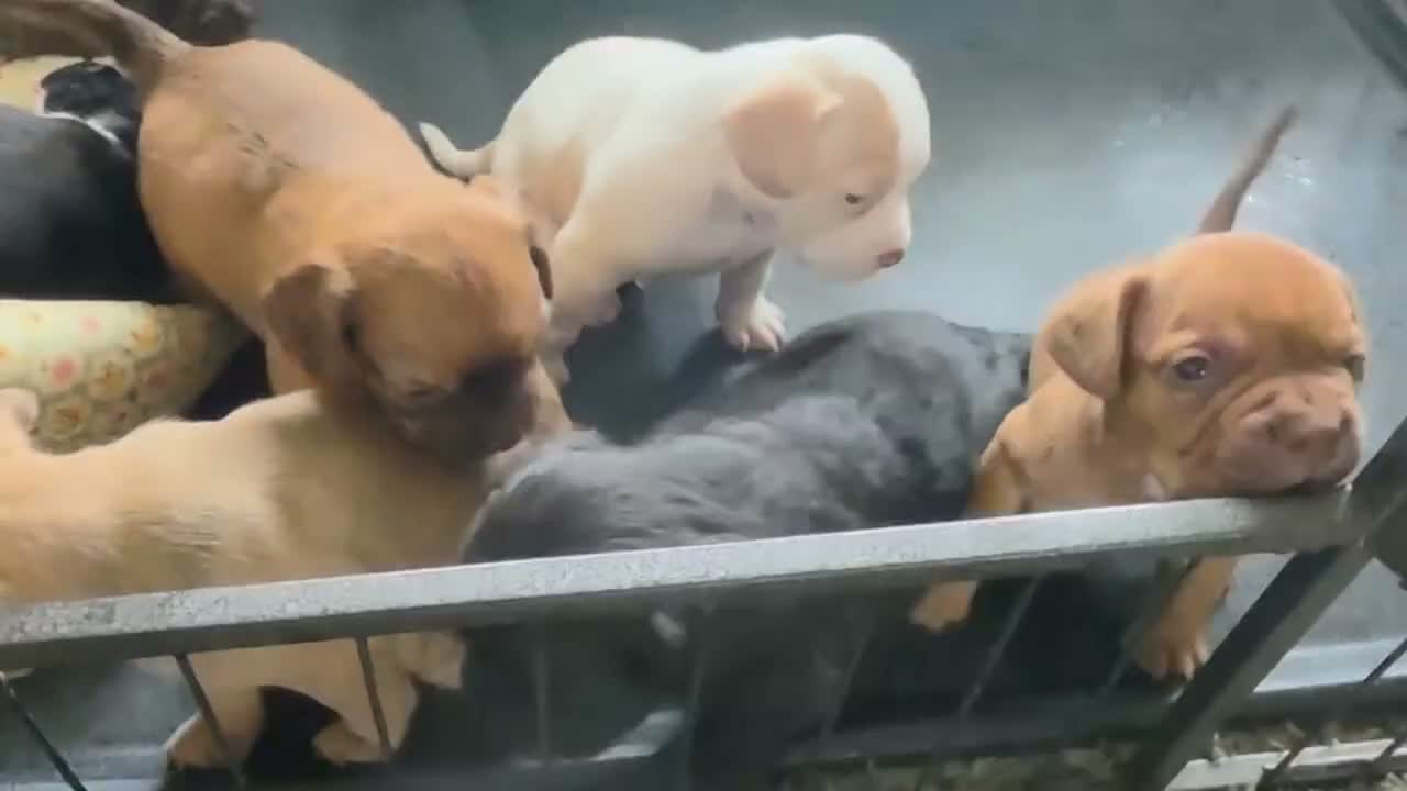Mixed Breed dogs for sale: READY NOW Cocker Spaniel x Fenchie puppies - Video 2