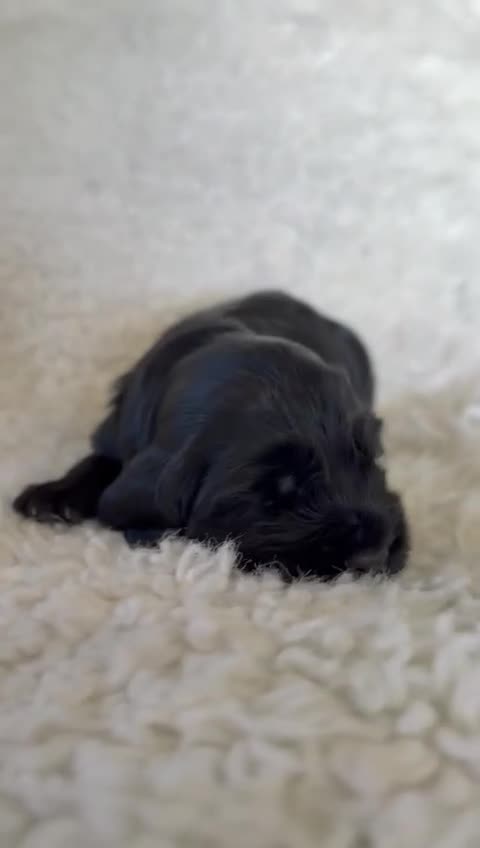 Cocker Spaniel dogs for sale: Trained, Fully Health Tested KC Reg Showline in Wrexham - Video 1