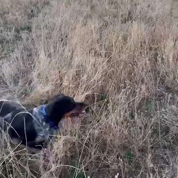 Brittany Spaniel dogs for sale: Brittany’s for working homes or active family pets - Video 1
