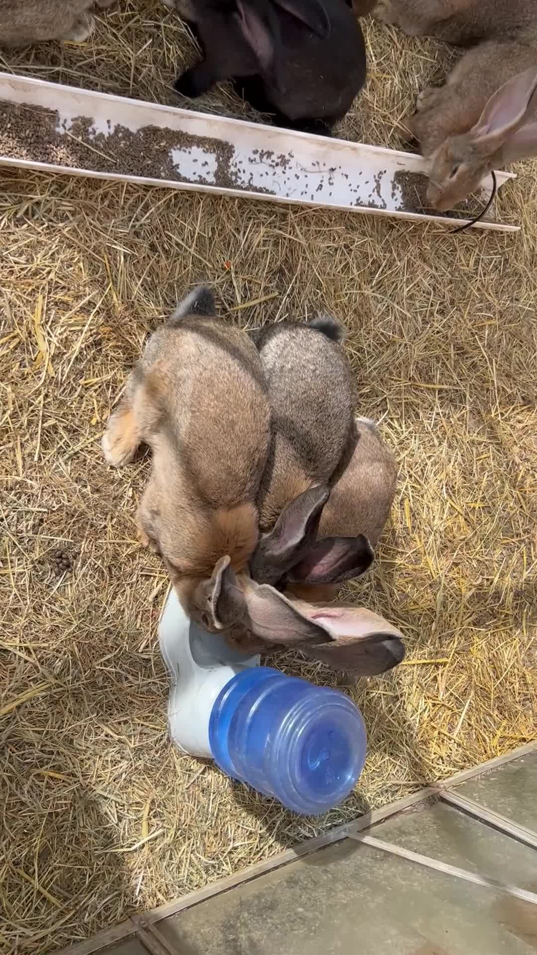 Continental Giant rabbits for sale: Giant continental  - Video 2